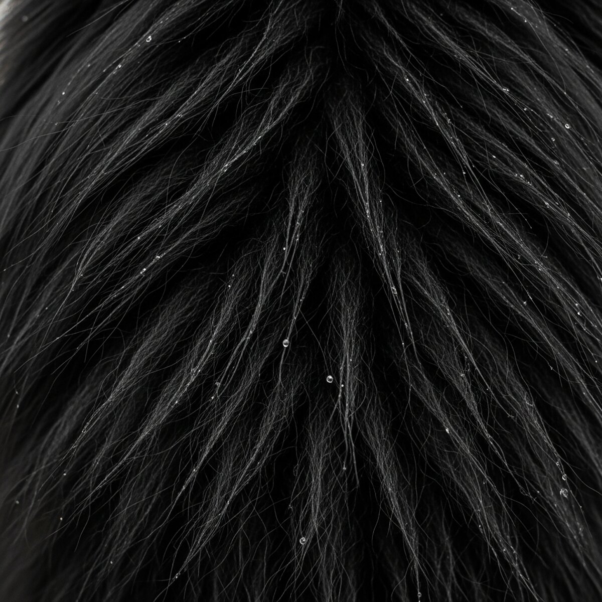 Macro de la fourrure noire d'un spitz moyen, poil de garde et sous-poil